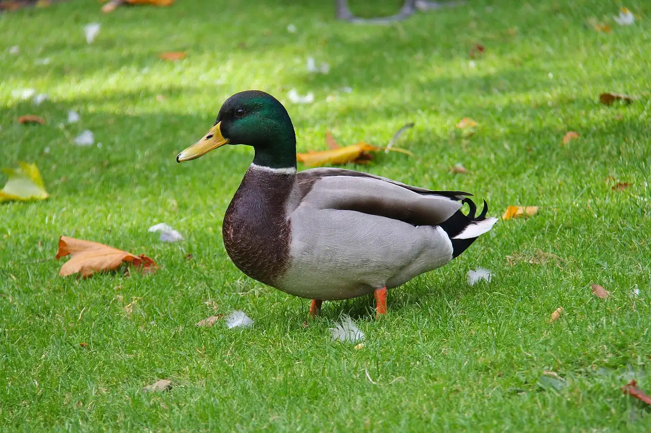A duck on grass strewn with autumn leaves in Phoenix Park