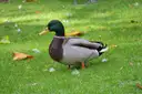 A duck on grass strewn with autumn leaves in Phoenix Park