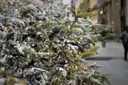 A fir branch with fairy lights and frost on a city street