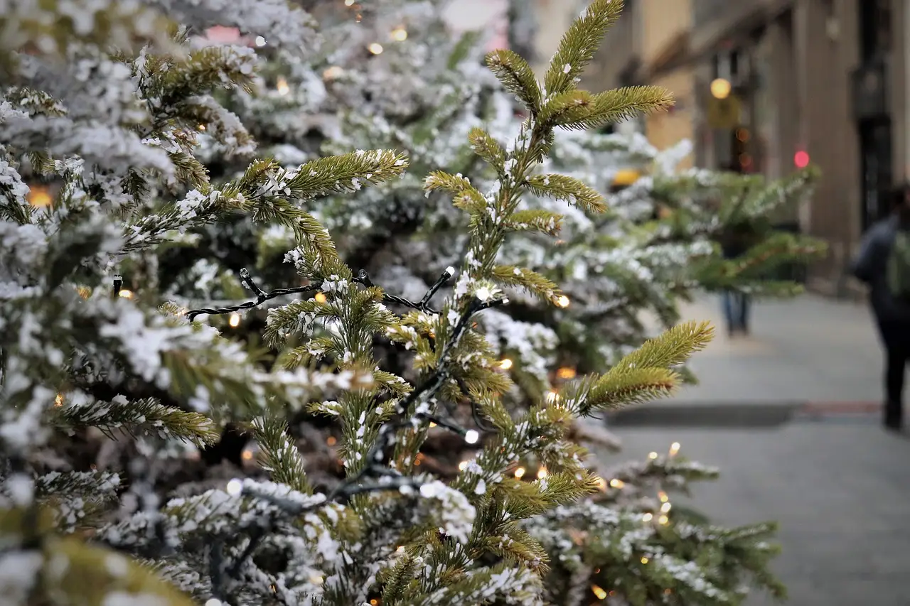 A fir branch with fairy lights and frost on a city street
