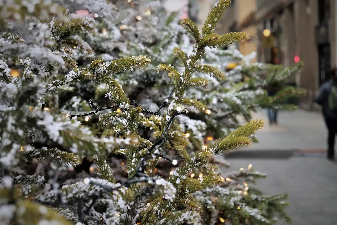 A fir branch with fairy lights and frost on a city street