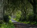 A quiet road under the twisting beech trees of the Dark Hedges