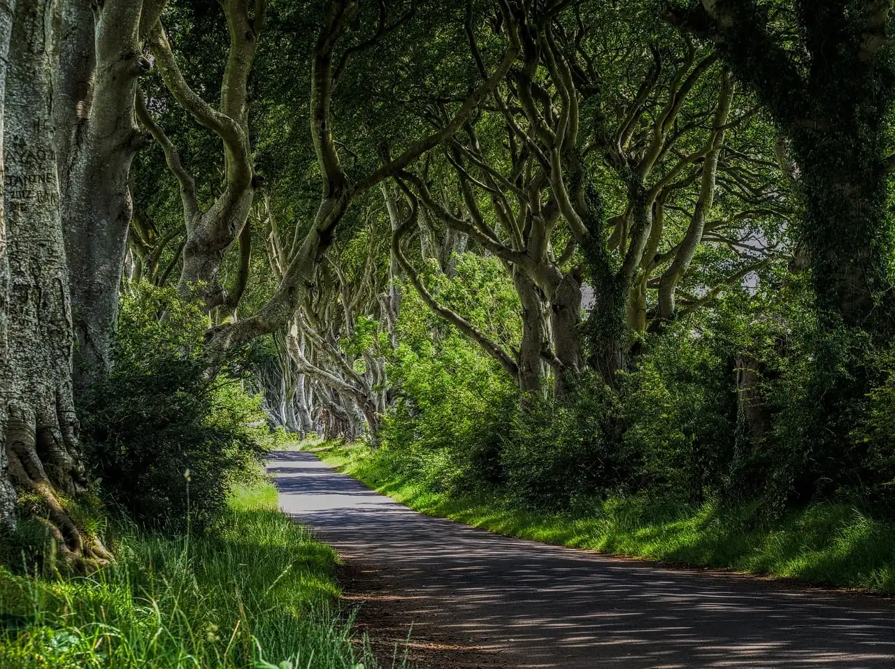 A quiet road under the twisting beech trees of the Dark Hedges