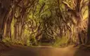 The Dark Hedges: an avenue of old twisted beech trees arching over a country road