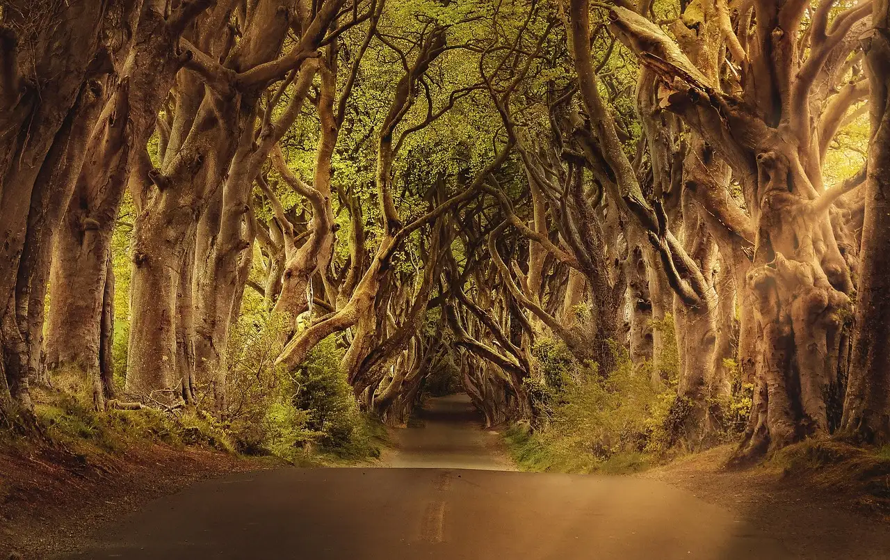The Dark Hedges: an avenue of old twisted beech trees arching over a country road