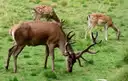 Fallow deer grazing on grass in a park, a stag with wide antlers in front