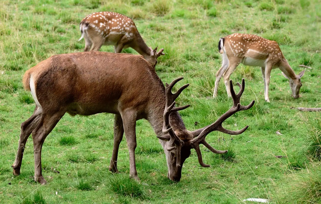 Fallow deer grazing on grass in a park, a stag with wide antlers in front