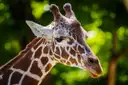 Close-up of a giraffe's head and neck against green leaves