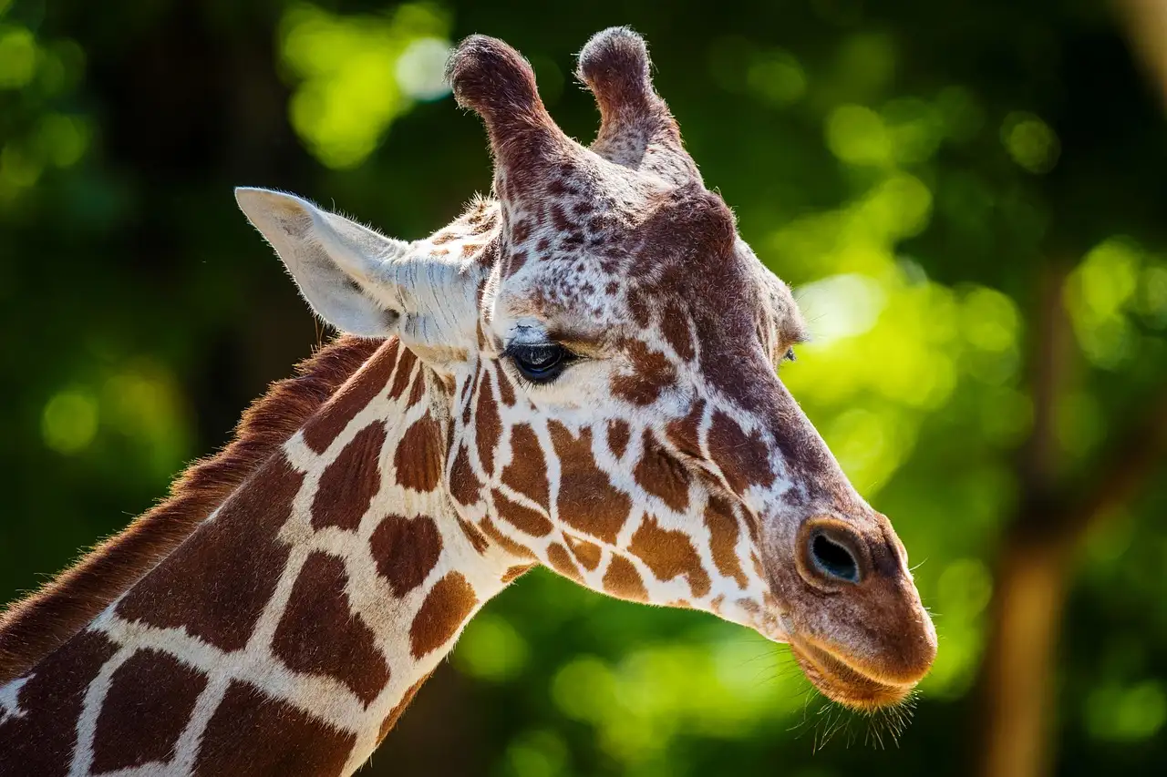 Close-up of a giraffe's head and neck against green leaves