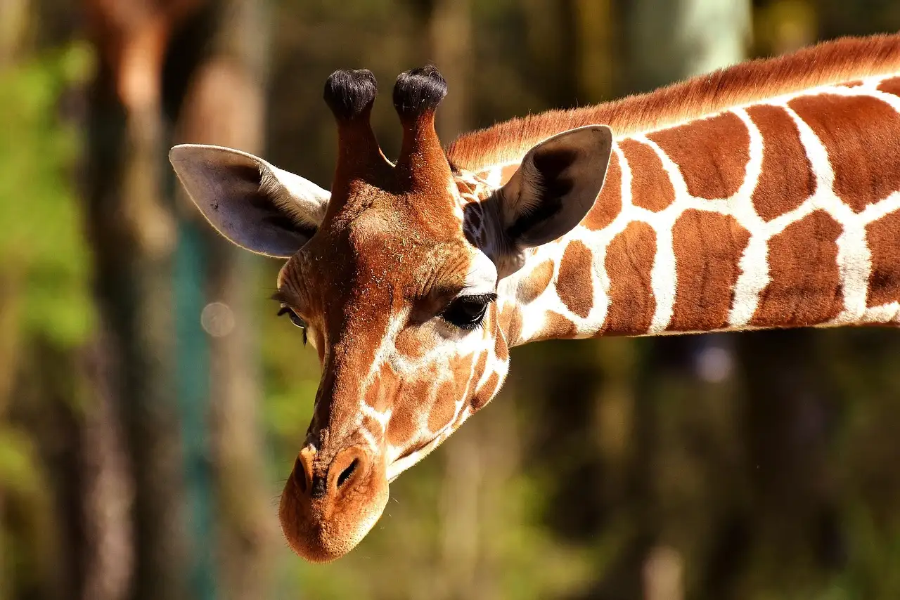 A giraffe's head in profile in front of a dark forest