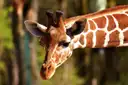 A giraffe's head in profile in front of a dark forest