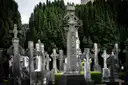 A tall carved Celtic cross among graves and dark yew trees at Glasnevin Cemetery