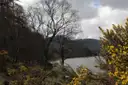 A lake in the Glendalough valley framed by bare trees and yellow gorse, with hills behind