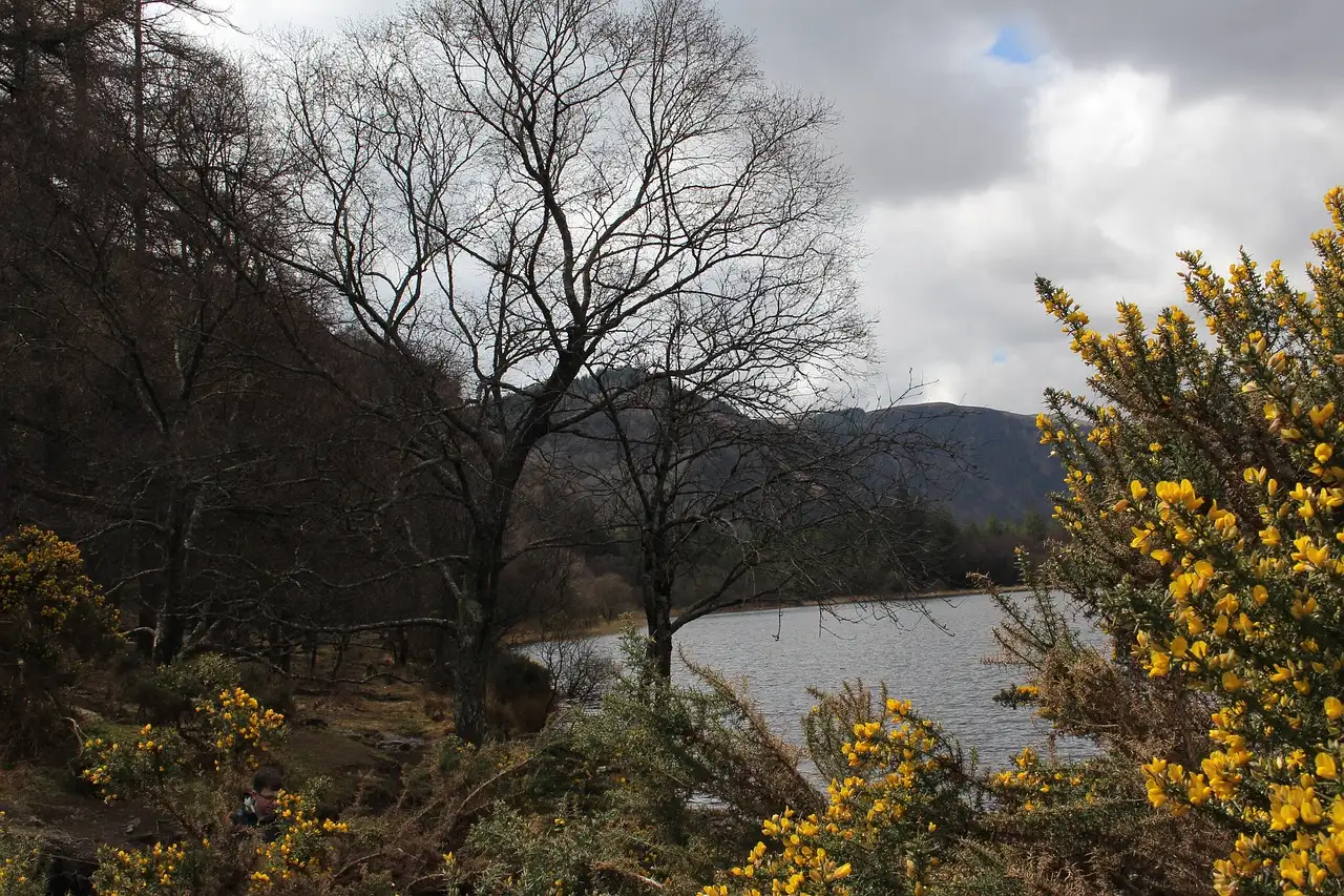 A lake in the Glendalough valley framed by bare trees and yellow gorse, with hills behind