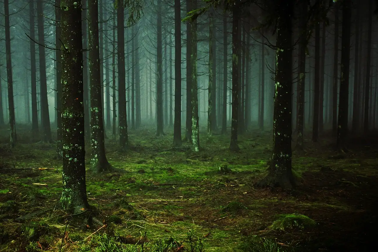 Tall trees in a misty green forest