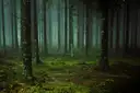 Tall trees in a misty green forest
