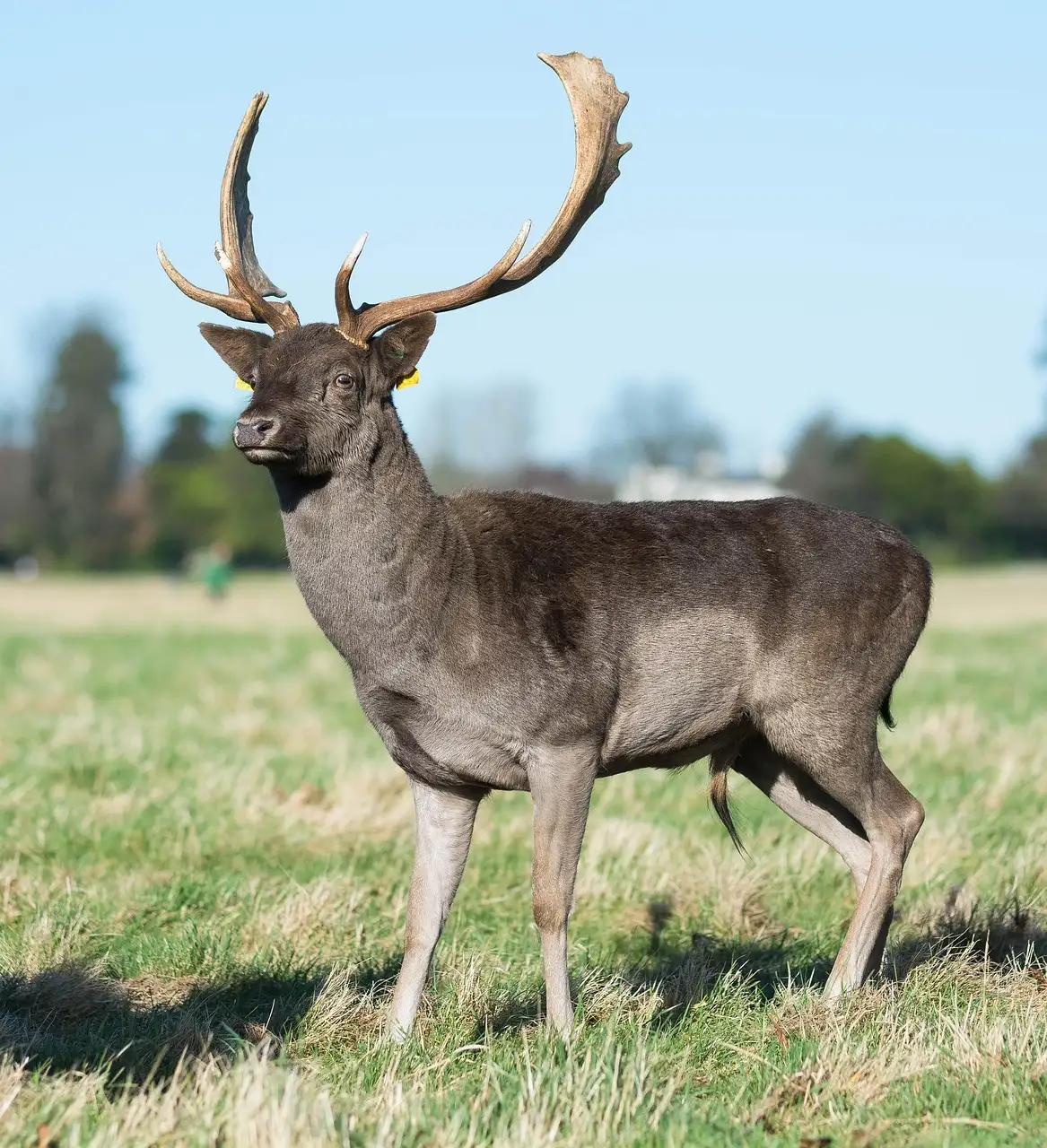 A fallow deer stag on the grass in Phoenix Park, Dublin