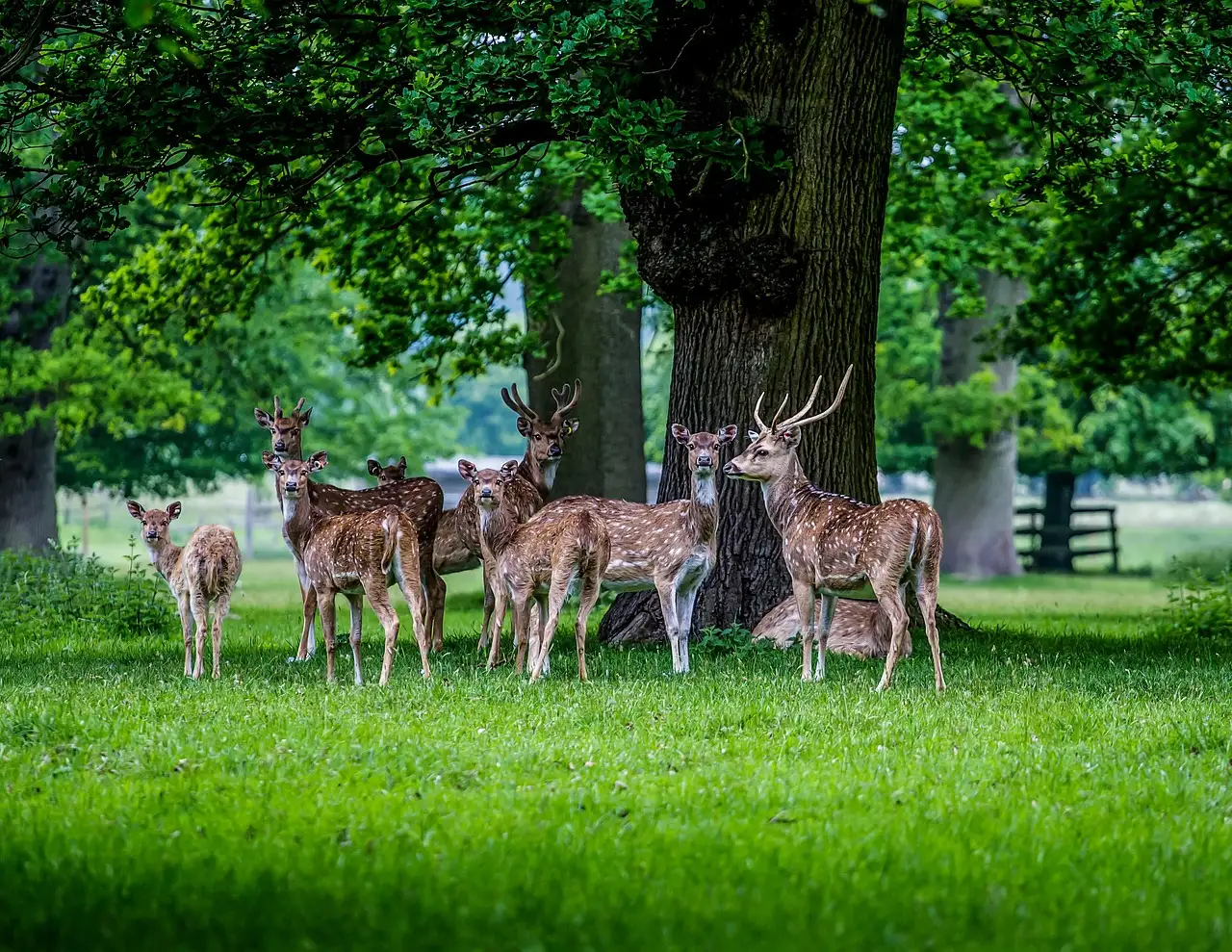 A herd of fallow deer under large trees on the grass (a deer herd, the park's best-known residents)