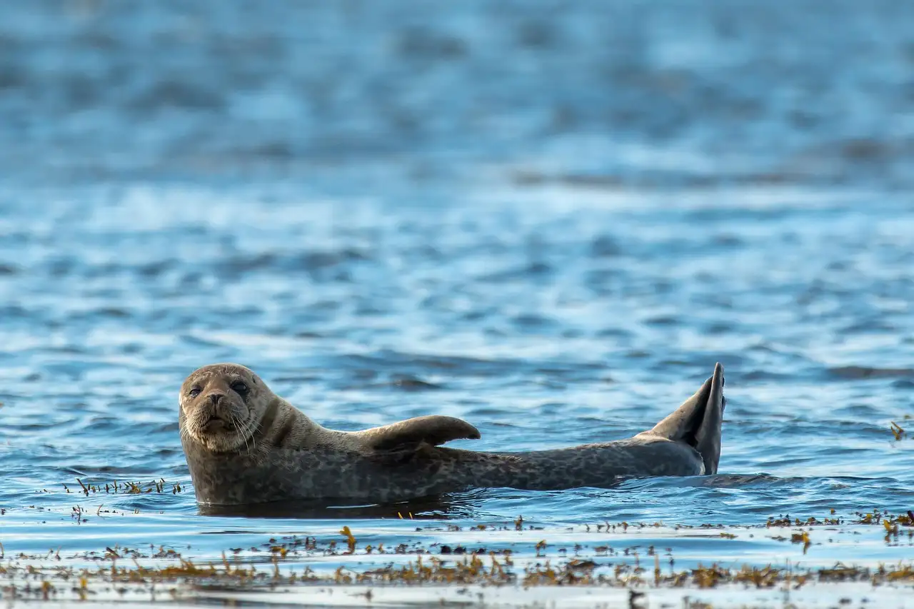 A seal resting at the edge of the sea