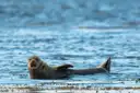 A seal resting at the edge of the sea