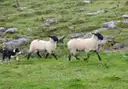 A black-and-white sheepdog herding sheep on a rocky green field