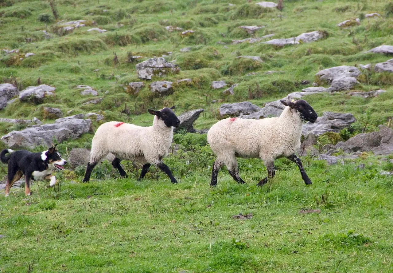 A black-and-white sheepdog herding sheep on a rocky green field