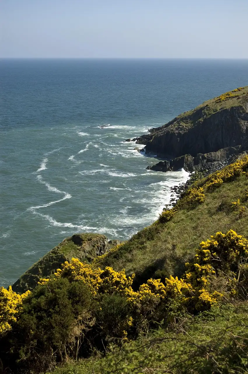Gorse-covered headland above the sea near Bray, County Wicklow