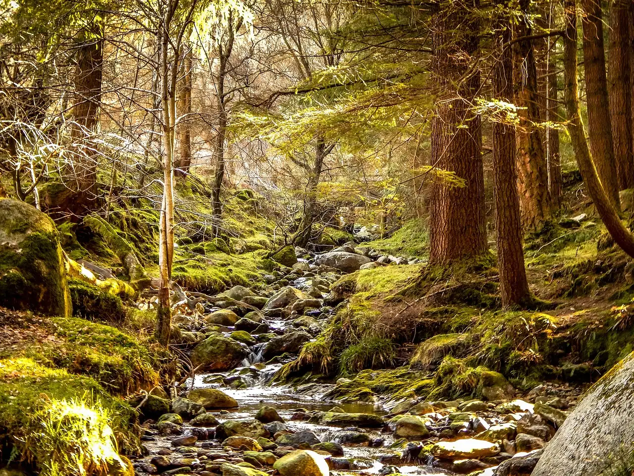 A mossy stream running through a sunlit pine forest in the Wicklow Mountains