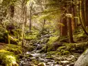 A mossy stream running through a sunlit pine forest in the Wicklow Mountains
